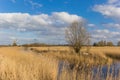Yellow reed in the spring in the Kardinge recreation area in Groningen Royalty Free Stock Photo