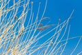 Yellow reeds against a blue sky Royalty Free Stock Photo