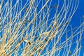 Yellow reeds against a blue sky Royalty Free Stock Photo