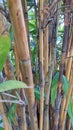 Yellow reeds coexist among other reeds