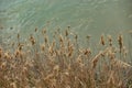 Yellow reeds grown alongside greenish brown colored river