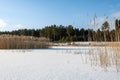 Yellow reeds on the white snow of a frozen forest lake Royalty Free Stock Photo