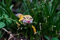 Yellow Reptile Common Leopard Geckos