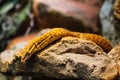 Yellow reptile resting on a rock