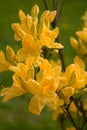 Yellow Rhododendron - Azalea Royalty Free Stock Photo