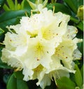 A Yellow Rhododendron bloom