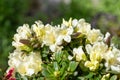 Yellow Rhododendron flowers Royalty Free Stock Photo