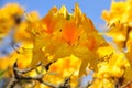 Yellow Rhododendron flowers close up Royalty Free Stock Photo