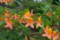 Yellow Rhododendron Goldlack blooming in a garden