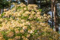 Yellow rhododendron with orange and white splashes