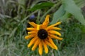 Yellow Rhombic-Leaved Sunflower