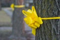 Yellow Ribbon Around An Old Oak Tree 2