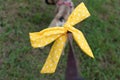 Yellow ribbon attached to dog leash, a symbol as part of the so called `Yellow Dog Project`