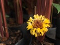 Yellow Ribbon Flower Plant