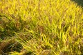 Yellow rice crops in the paddy field Royalty Free Stock Photo