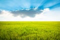 Yellow rice field with blue sky and cloud background Royalty Free Stock Photo