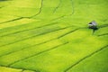 Yellow rice field
