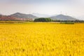 Yellow Rice Field with Mountains Background