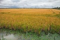 Yellow rice field in the Po Delta Park, Italy