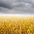 Yellow rice field and raincloud for background