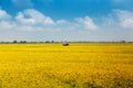 Yellow rice field with small house Royalty Free Stock Photo