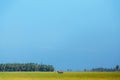 Yellow rice field with small house Royalty Free Stock Photo