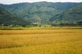 Yellow rice field, with some mountains in background, unrecognisable boy seen from behind, kneeling in crops, weeding Royalty Free Stock Photo