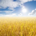 Yellow rice field and sun sky for background. Thailand Royalty Free Stock Photo