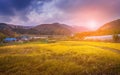 Yellow rice fields and mountains behind Royalty Free Stock Photo