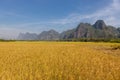 Yellow rice paddies with limestone. Royalty Free Stock Photo