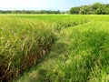 yellow rice ready to harvest Royalty Free Stock Photo