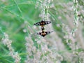 Yellow-ringed grass moths, Amata sperbius Fabricius or Tiger G Royalty Free Stock Photo