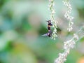 Yellow-ringed grass moths, Amata sperbius Fabricius or Tiger G Royalty Free Stock Photo