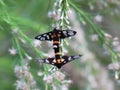 Yellow-ringed grass moths, Amata sperbius Fabricius or Tiger G Royalty Free Stock Photo