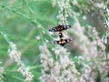 Yellow-ringed grass moths, Amata sperbius Fabricius or Tiger G Royalty Free Stock Photo