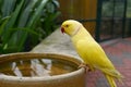 Yellow Ringneck Parakeet Royalty Free Stock Photo