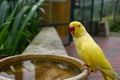 Yellow Ringneck Parakeet Royalty Free Stock Photo