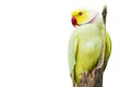 Yellow parrot sitting on dried tree branch on white background Royalty Free Stock Photo