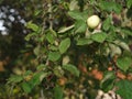 Apple hanging on tree Royalty Free Stock Photo