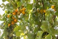 Ripe yellow apricots in the tree Royalty Free Stock Photo