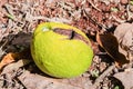 Damaged Ripe Avocado On The Ground Royalty Free Stock Photo