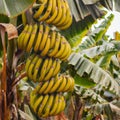 Yellow ripe banana bananas fruits tree