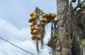 Yellow ripe Betel nut or Areca nut on betel nut palm tree at betel nut plantation with blue cloudy sky as background Royalty Free Stock Photo