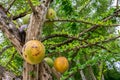 Yellow ripe Calabash Tree in the park, Crescentia cujete Royalty Free Stock Photo