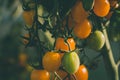 Yellow ripe cherry tomatoes on green branch. Darkened and vignetted Royalty Free Stock Photo