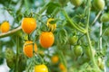 Yellow ripe cherry tomatoes on green branches Royalty Free Stock Photo