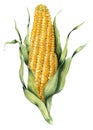 Yellow, ripe corn on the cob.