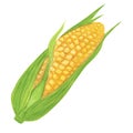 Yellow ripe corn on cob with leafs. Painting fresh vegetable, maize, zea. Hand drawn watercolor illustration isolated Royalty Free Stock Photo