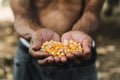 Yellow ripe corn grain in oldman farmer hand with farm  for copy space industrial agriculture concept Royalty Free Stock Photo