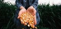 Yellow ripe corn grain in woman farmer hand pouring with plantation farm background Royalty Free Stock Photo